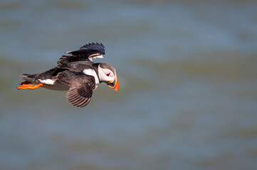 Puffin, fratercula arctica, in flight, Flamborough Headland, East Riding