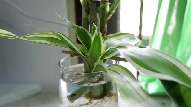 pandan flowers for the decoration of a living workspace and rooted in a glass glass full of water