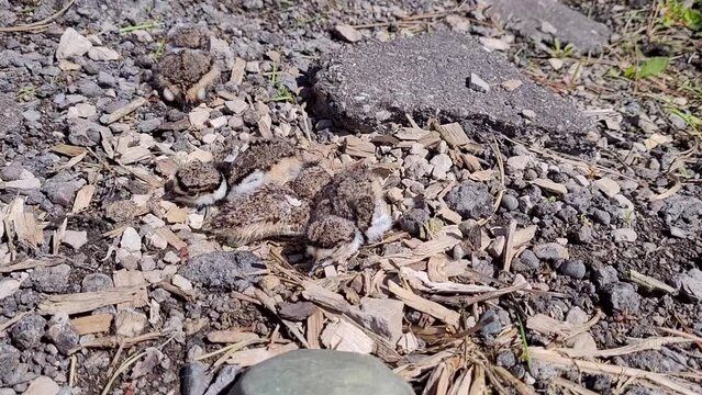 Killdeer chicks hiding on ground and laying eggs, motion toward view