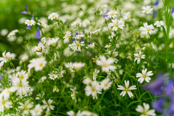 Kwitnąca łąka, białe drobne kwiaty ukryte w zielonej trawie.