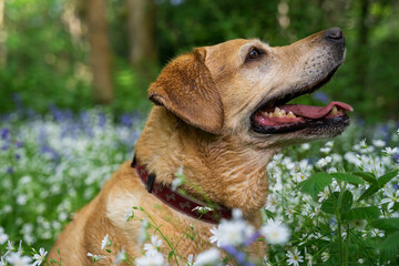 Suczka rasy labrador siedzi w trawie na kwitnącej łące, ujęcie z profilu.