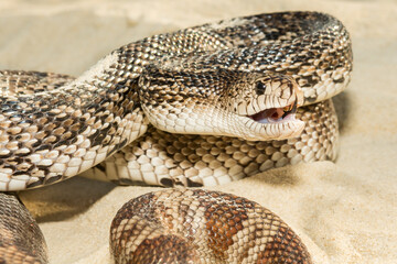 Florida Pine Snake - Pituophis melanoleucus mugitus