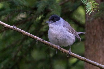 Eurasian blackcap