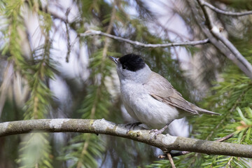 Eurasian blackcap