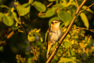 A close-up of an old world warbler, the Sedge warbler perched during a sunset on a spring evening