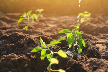 Close-up of young pepper seedlings with water drops during watering at sunset. World Plant Day. Agricultural farmland