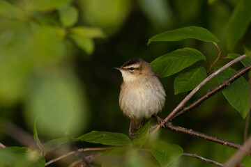 A close-up of an old world warbler, the Sedge warbler perched in the middle of lush leaves on a spring evening	