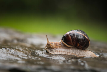 Snail close-up in profile crawling on a stone on a green background.