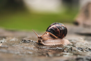 Snail close-up crawling on a stone on a green background.