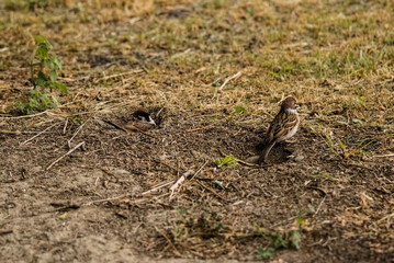 Two sparrows are bathing to the ground. Sparrows disguise themselves on the ground. Street life of birds.