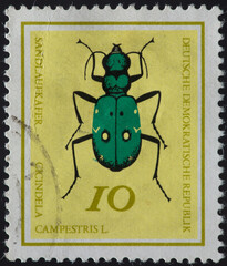 GERMANY, DDR - CIRCA 1968 a postage stamp from GERMANY, DDR, showing a tiger beetle (Cicindela campestris) . Circa 1968