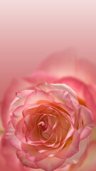 Fototapeta na wymiar red roses flowers closeup