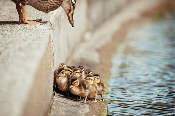 Mallard ducklings group beside the edge of a high sided pond with mother duck looking on