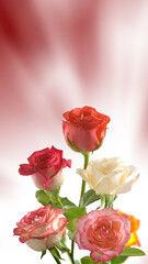image of red and white roses flowers closeup