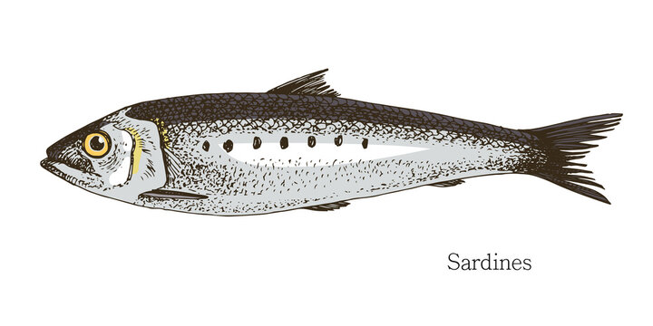sardine drawing, black and white, side view clip art preview