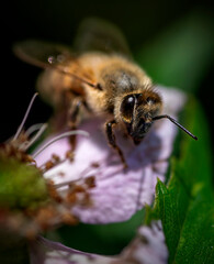 bees travel through flowers to feed and make honey