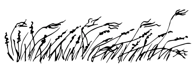 Foto op Plexiglas Simple black outline vector drawing. Wild steppe feather grass, pampas and inflorescences, dry plants of the prairie and desert. Nature and landscape. Sketch in ink. © MaxNadya