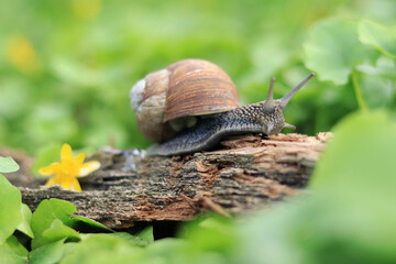 Helix pomatia, also Roman snail, Burgundy snail, terrestrial pulmonate gastropod mollusk from the Helicidae family. Snail in the forest