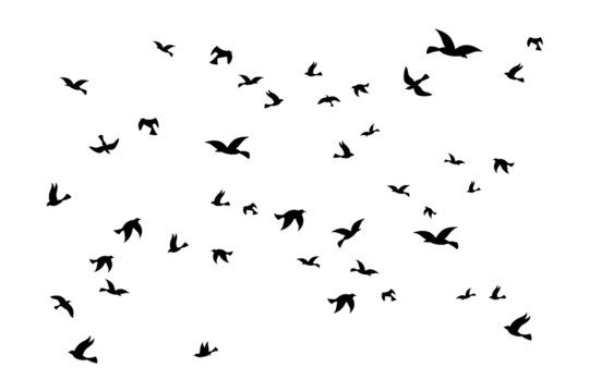 Sea gull background. Black birds silhouette flying, marine sky with flock of doves different poses, freedom symbol, nautical animal backdrop. Seagull wings. Vector outline shape