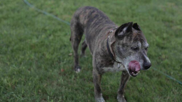 A pit bull dog is walking in the yard of his house.