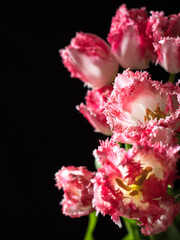Bouquet of pink tulip flowers on a black background with space for text. Postcard or invitation to the holiday. Flat lay, from above.