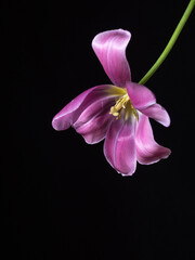Isolated, withered purple tulip on a dark background. Place for text.