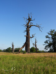 Fototapeta na wymiar Rogalin wetlands. The most famous oaks in Poland.