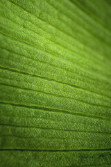 Close-up texture structure of a green leaf in macro mode. Shallow depth of field abstract background. botanical background