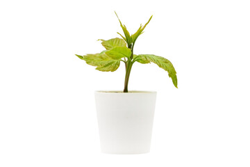 Indoor plant isolated on a white background