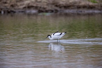 Pied Avocet (Recurvirostra avosetta) in shallow water on a sunny day at RSPB Titchwell in Norfolk