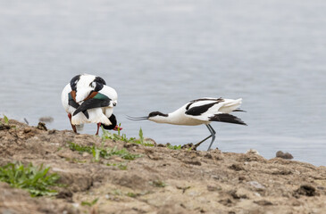 Pied Avocet (Recurvirostra avosetta) Defending its Nest Site from a Unexpecting Shelduck (Tadorna tadorna)