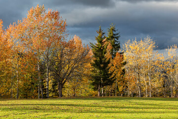 nature image of poplar trees yellowing leaves in autumn