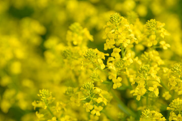 Blooming rapeseed plants. Flowers of the canola plant with edible oil seed. Beautiful summer background of growing rapeseed inflorescence. Spring blossoming meadow. Food and drinks ingredient.