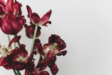 Fotobehang Faded tulips. Withered red flowers bouquet on white background. Floral composition, wallpaper © sonyachny