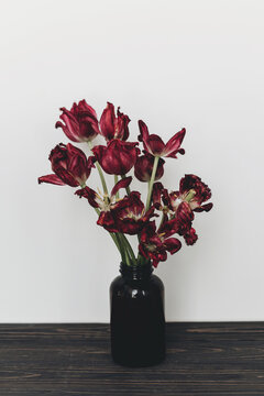 Faded tulips. Withered red flowers bouquet on white background. Floral composition