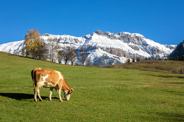 Fototapeta na wymiar Yellowing trees in autumn, grazing cow and big snowy mountain in background.