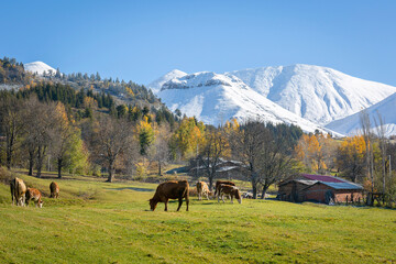 Yellowing trees in autumn, grazing cow and big snowy mountain in background.
