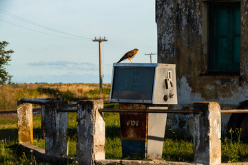 hawk
