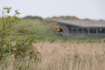 Western Marsh Harrier (Circus aeruginosus) Flying Low over a Reed bed at RSPB Titchwell in Norfolk