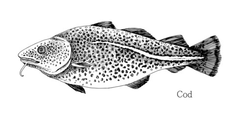 Cod fish hand drawn realistic illustration