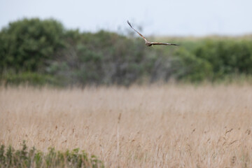 Western Marsh Harrier (Circus aeruginosus) Flying Low over a Reed bed at RSPB Titchwell in Norfolk