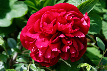 Fleur rouge de pivoine.