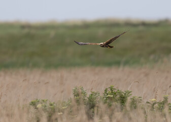 Western Marsh Harrier (Circus aeruginosus) Flying Low over a Reed bed at RSPB Titchwell in Norfolk