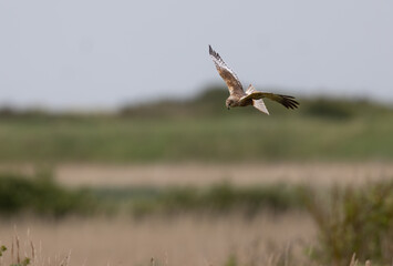 Western Marsh Harrier (Circus aeruginosus) Flying Low over a Reed bed at RSPB Titchwell in Norfolk