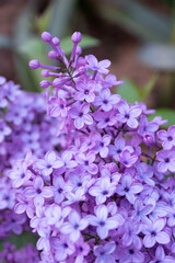 Syringa vulgaris (common lilac) branch in full bloom at spring