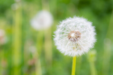 Dandelion flower isolated against green background, natural environment