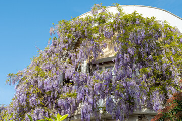 Wisteria sinensis covering house facade at spring