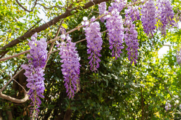 Obraz premium Wisteria sinensis (Chinese wisteria) in full bloom at spring