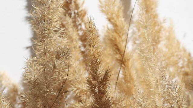 Movement of a dry bouquet of pampas grass on a background of a white wall, boho style.