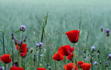 Red poppy wild flowers